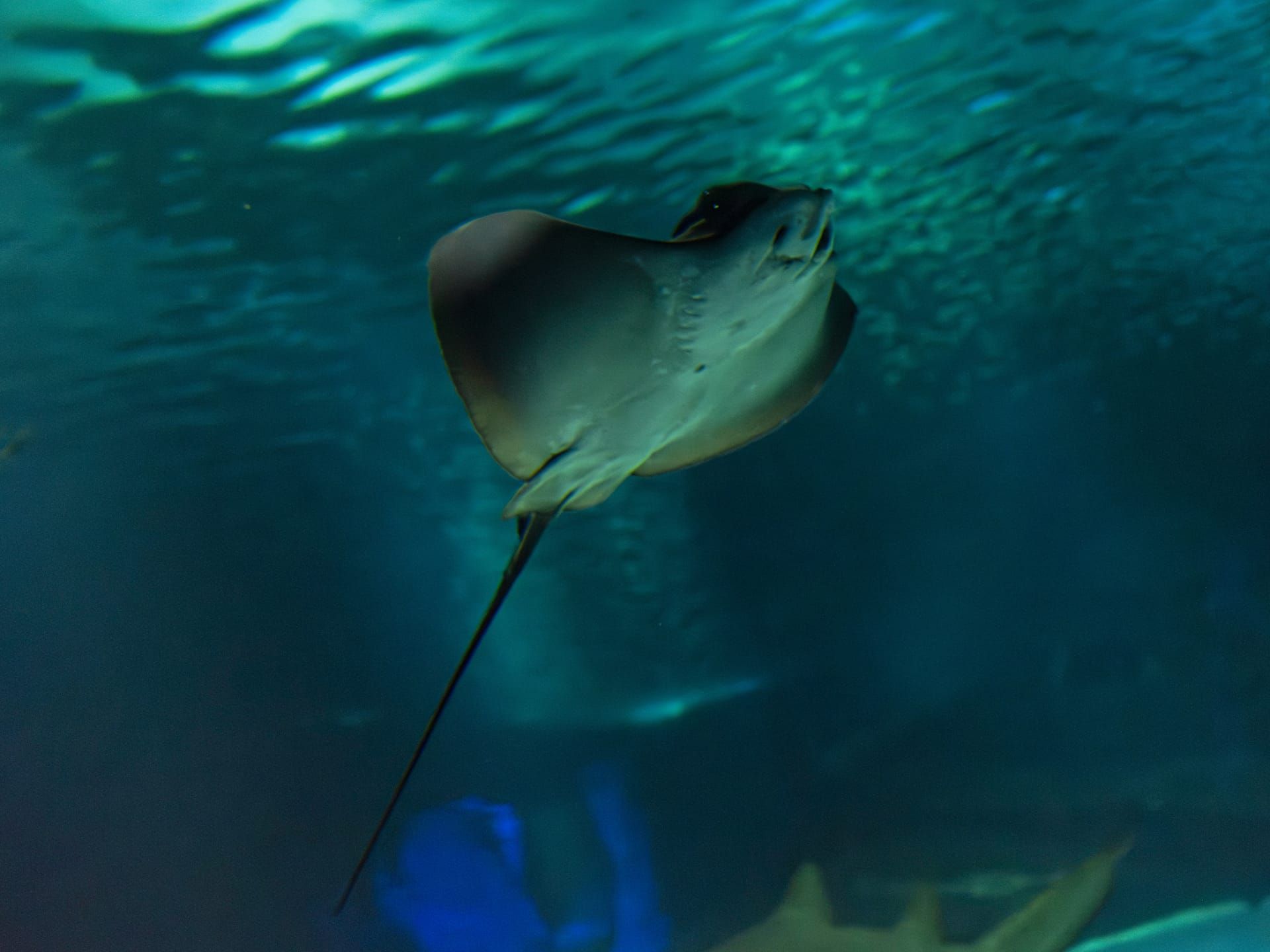 A stingray gliding overhead