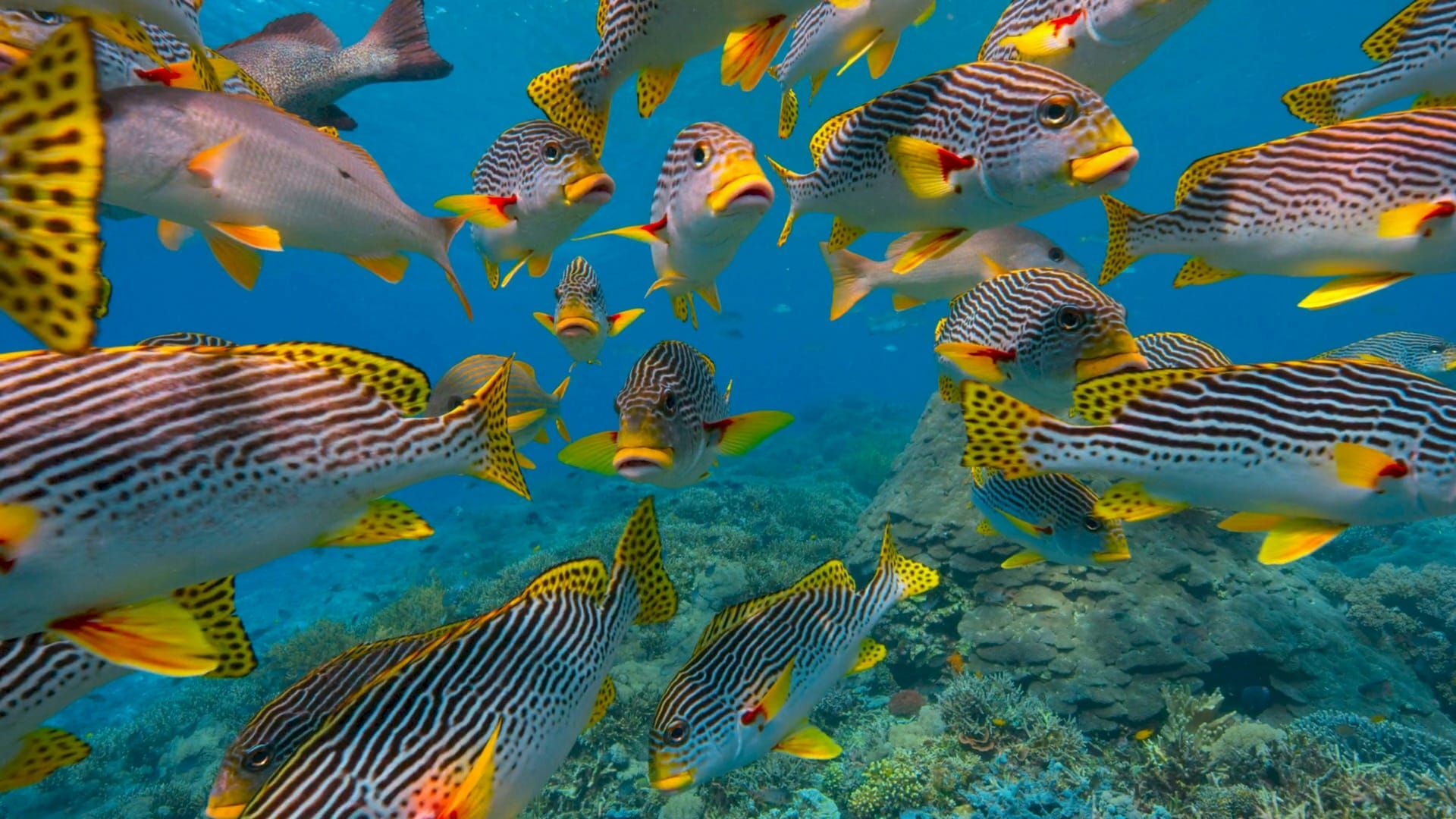 A school of sweetlips over the reef