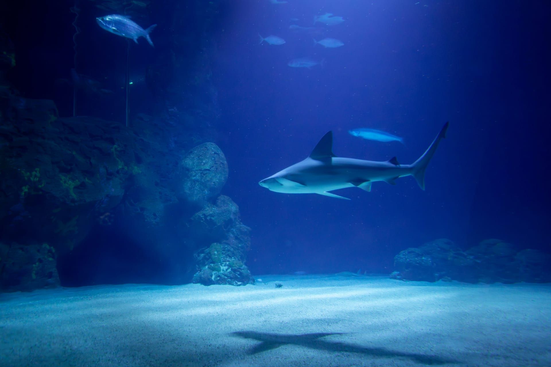 A reef shark cruising over sand
