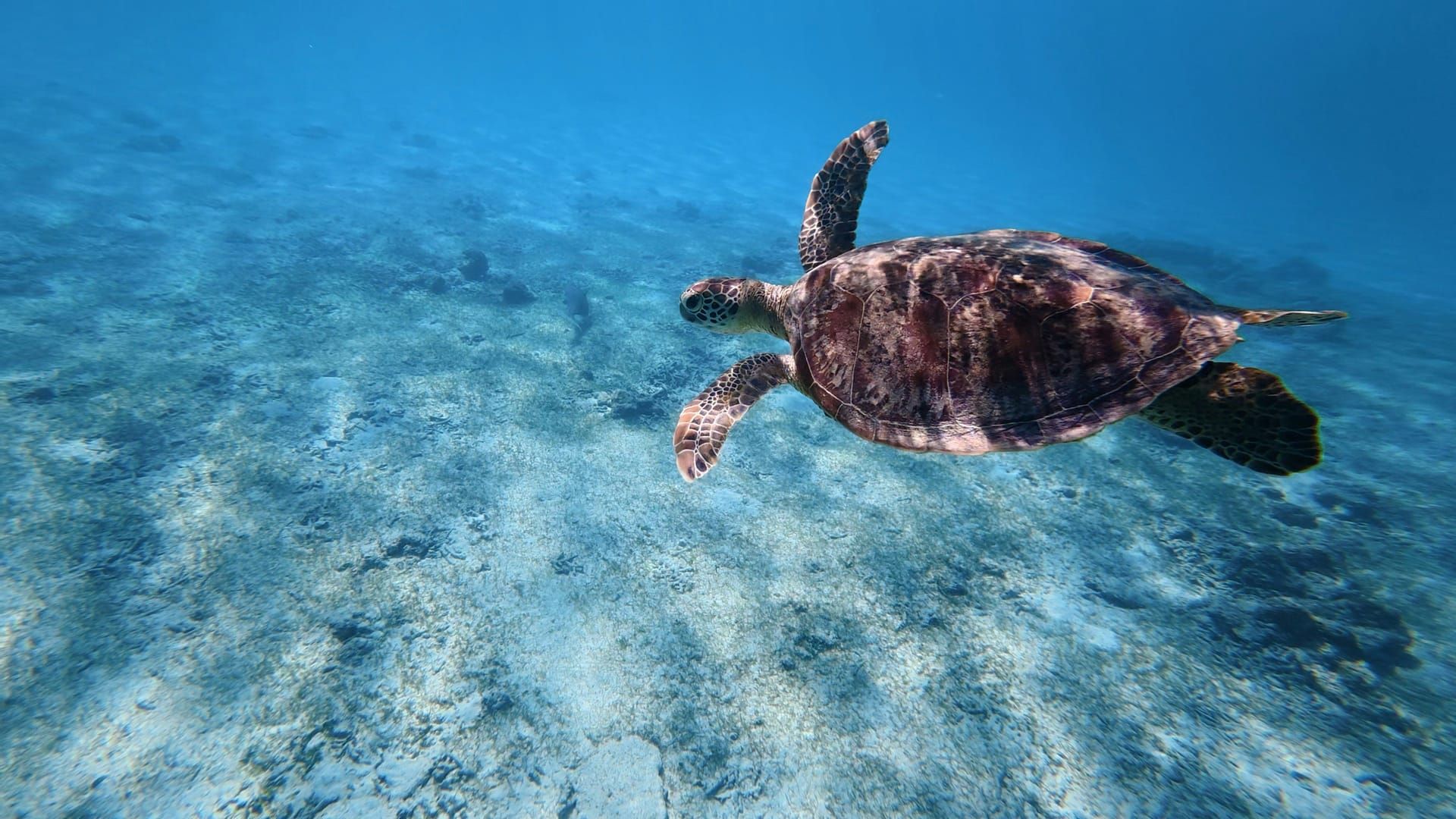 A turtle swimming over the sand