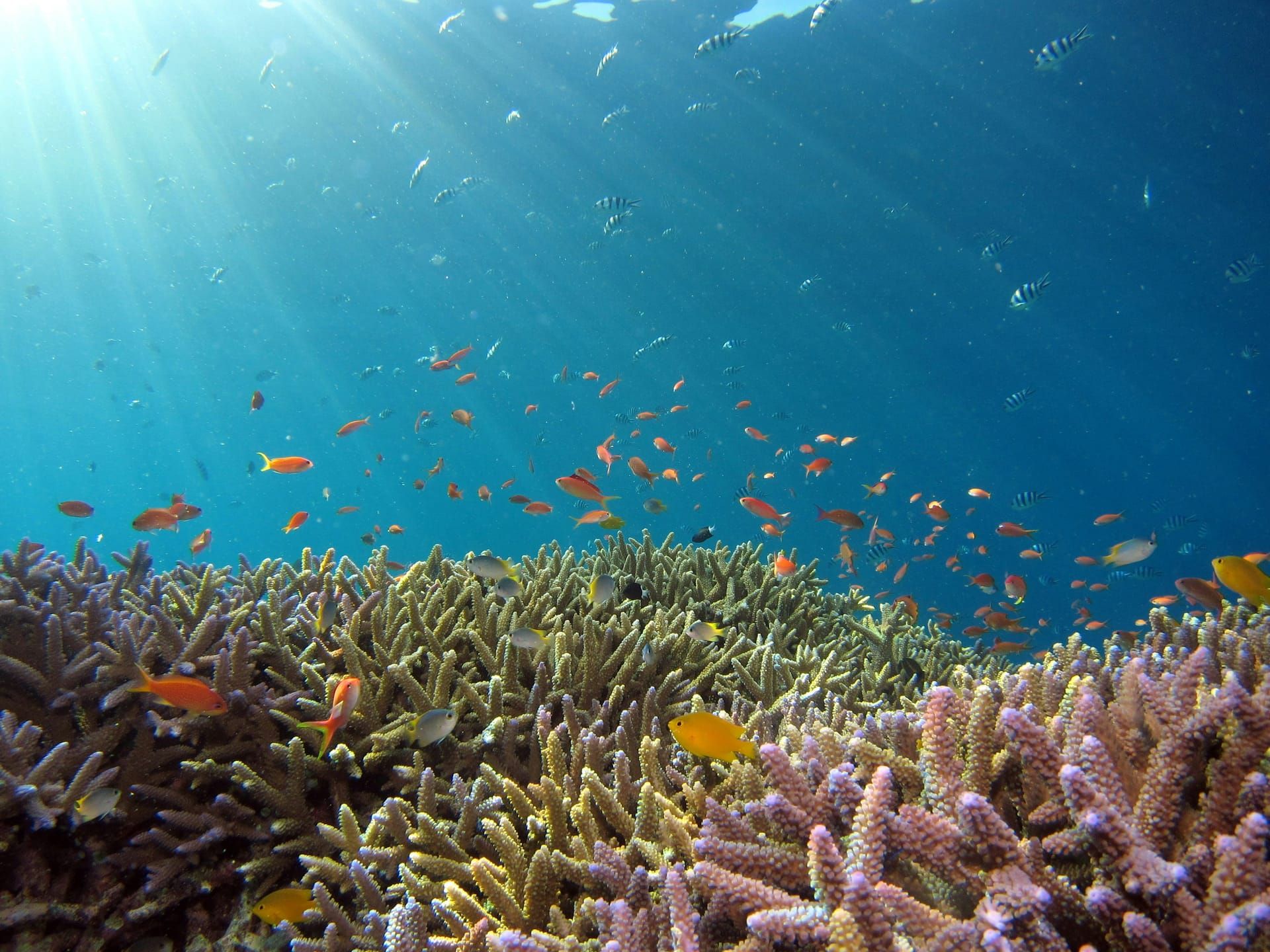 Sunlight over a shallow coral garden
