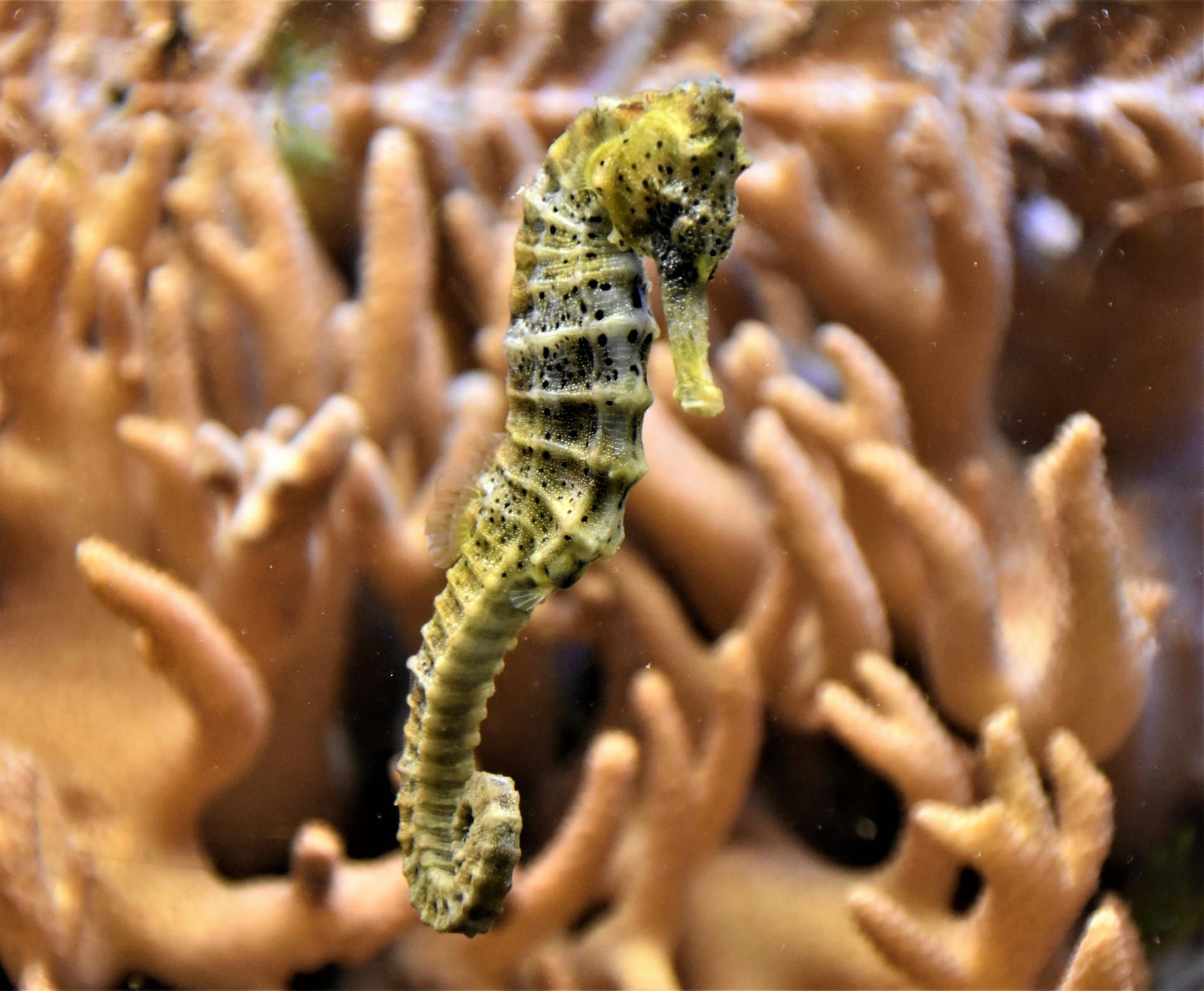 A seahorse among soft coral