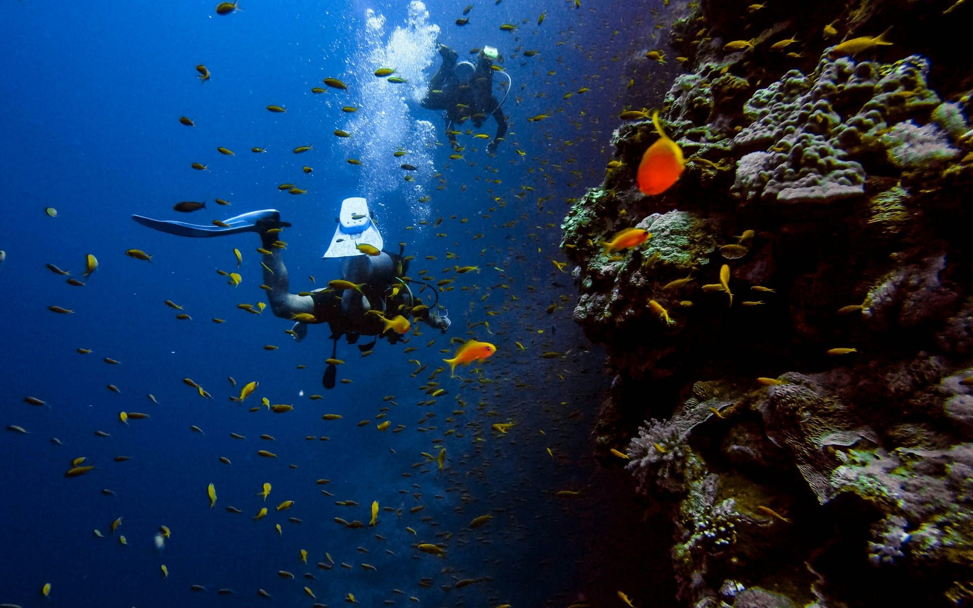 A diver swimming along a coral wall surrounded by reef fish