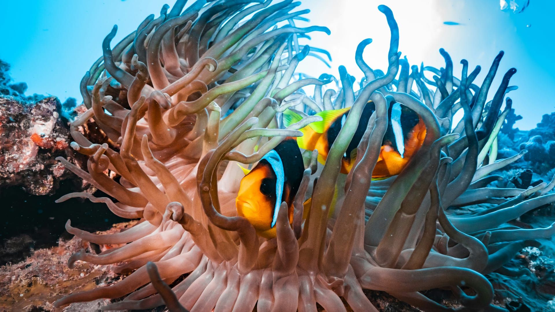 Clownfish in a sea anemone