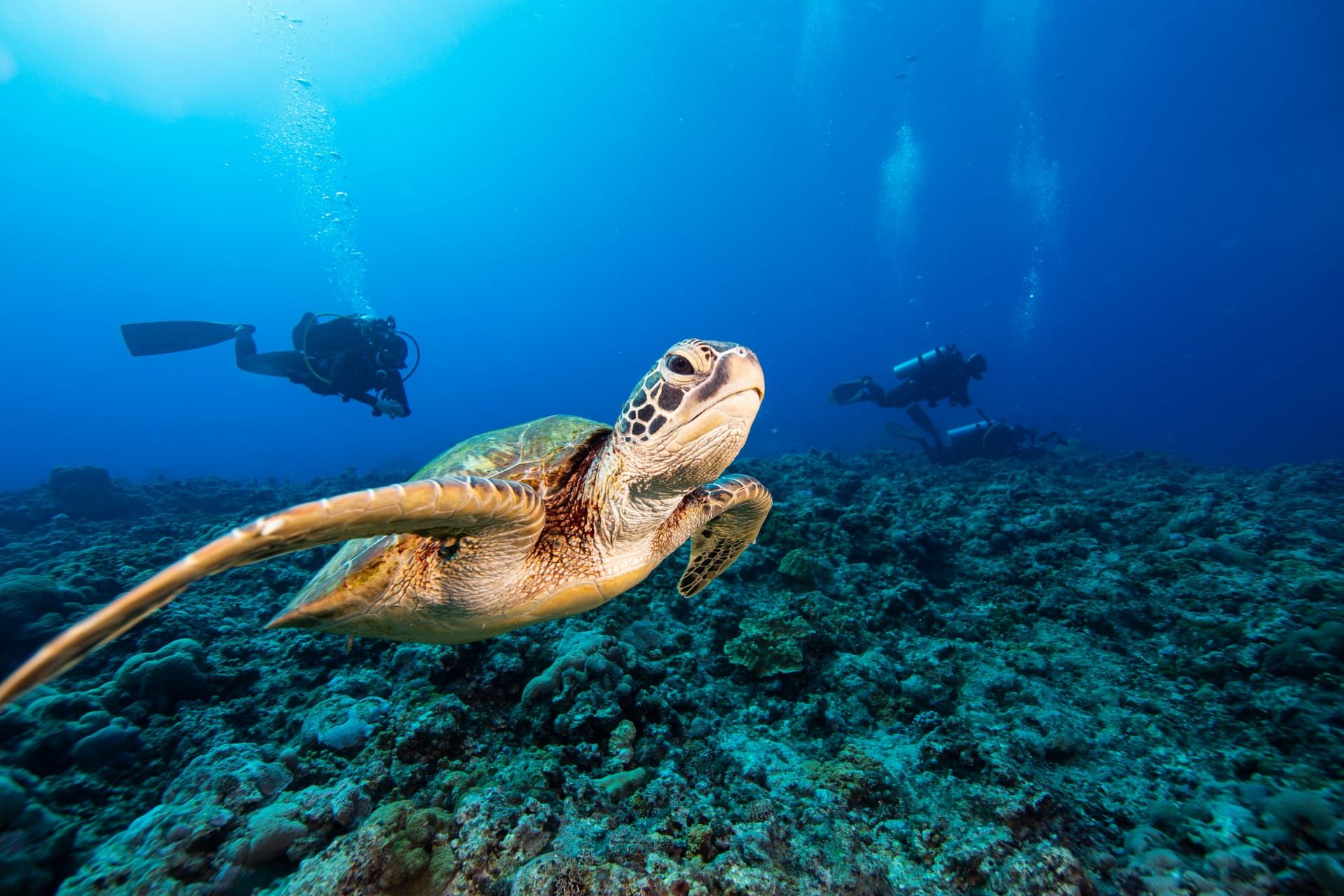A green turtle swimming over the reef with divers behind