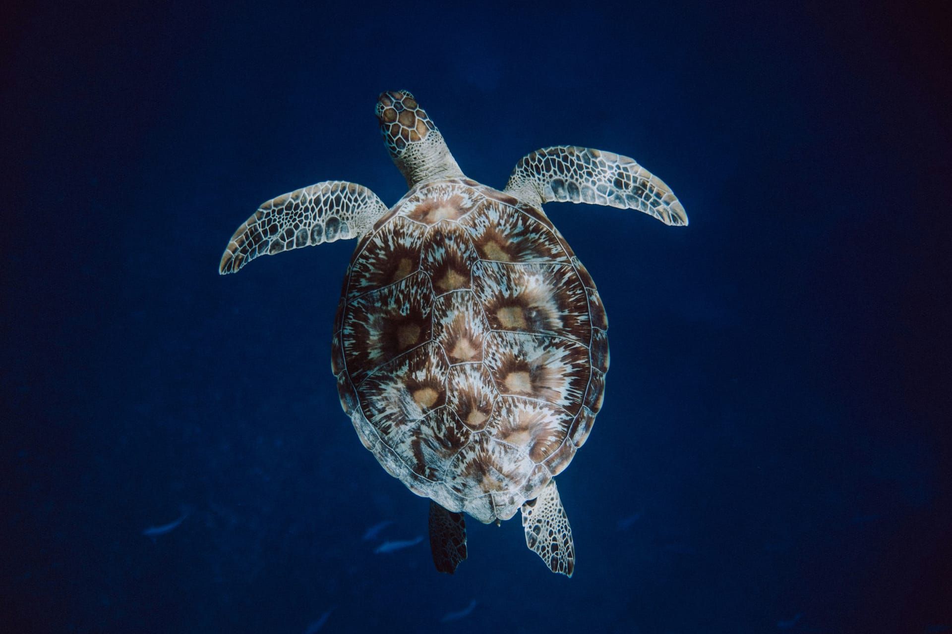A turtle seen from above in deep blue water