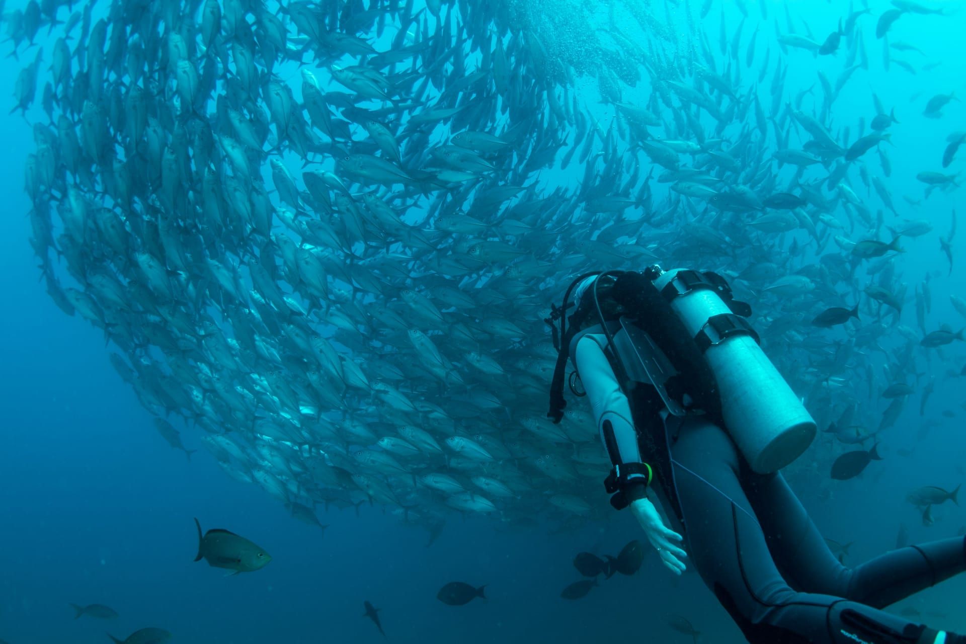 A diver beside a huge school of jacks